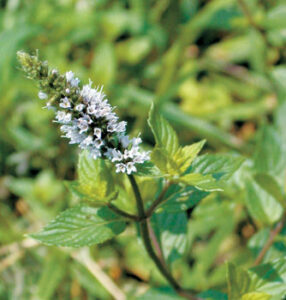 Herb Basics Image